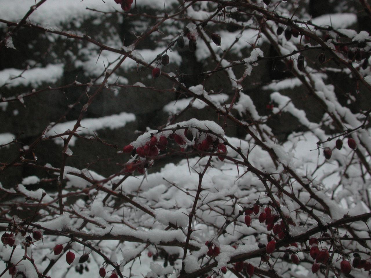 Barberry bushes, with snow and red berries from summer