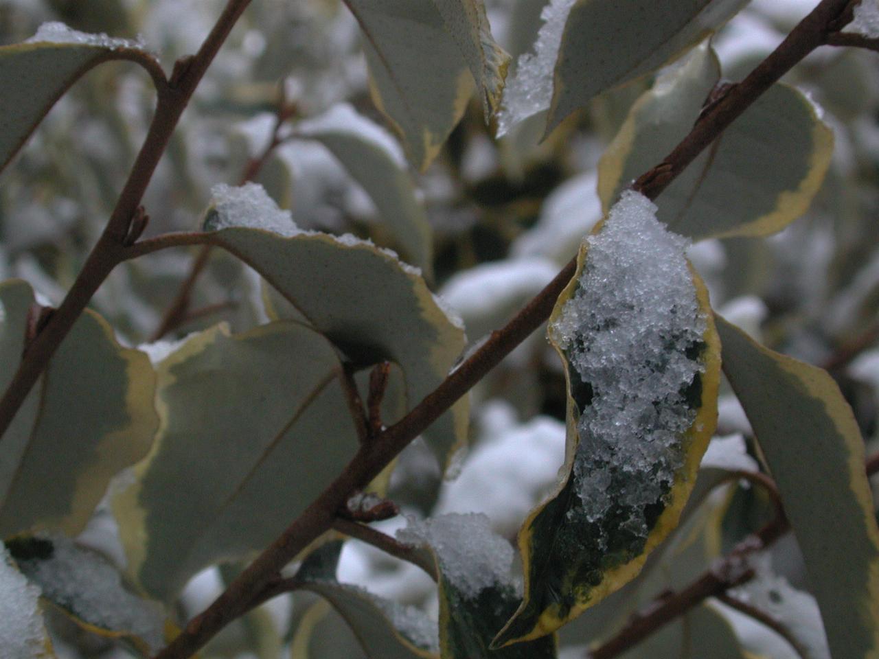 Snow sticking to Eleagnus leaves