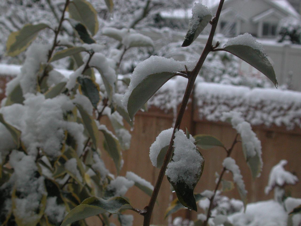 Snow sticking to Eleagnus leaves