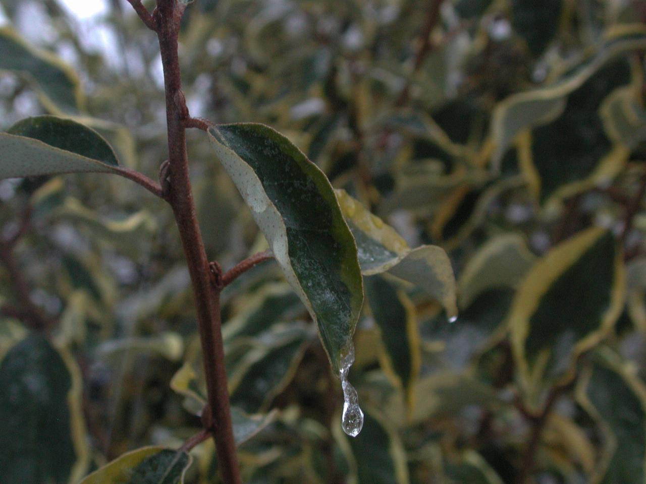 Melted snow which has frozen on an Eleagnus leaf