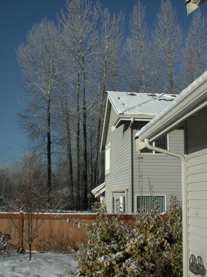 More snowy trees, with back yard views too