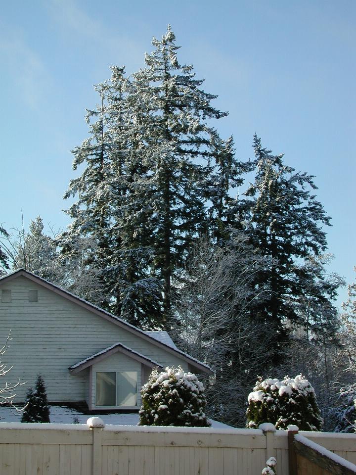 Snowy trees, viewed from back yard, looking south