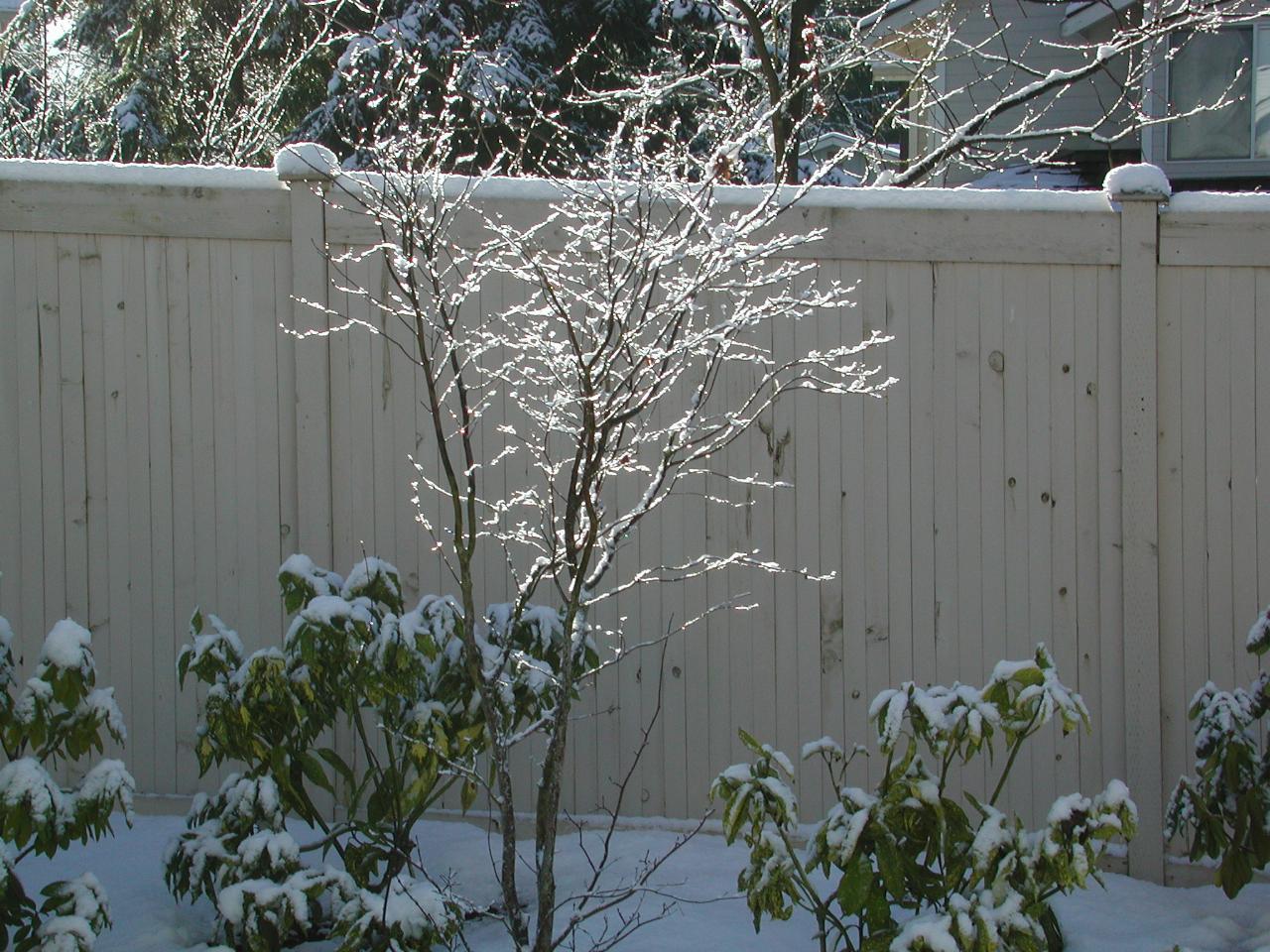 Snow covered maple in back yard