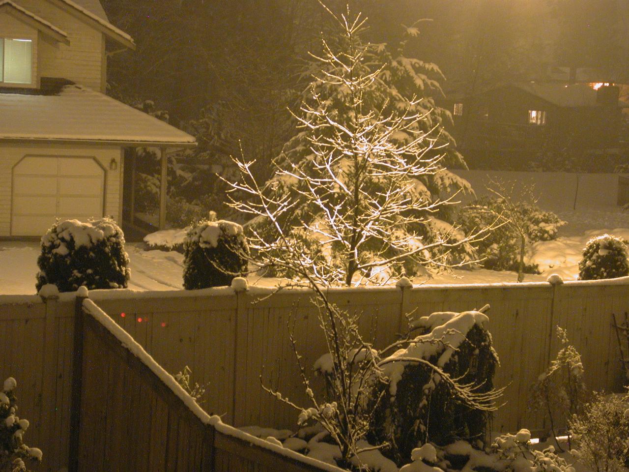 Light reflecting off snow on tree in street out bedroom window