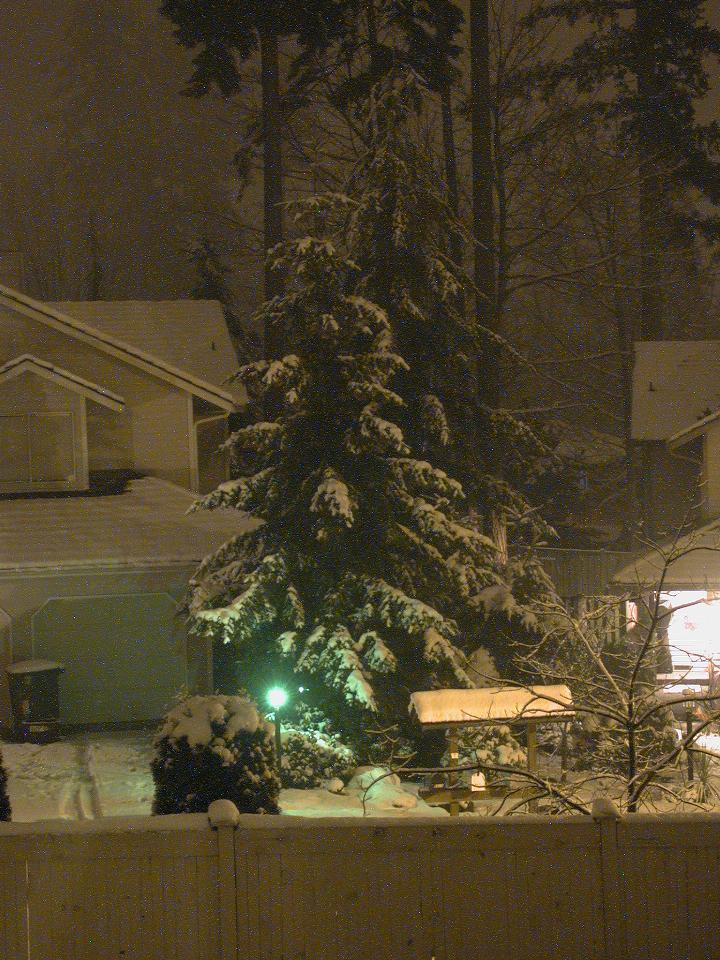 Snow covered tree in house across back street