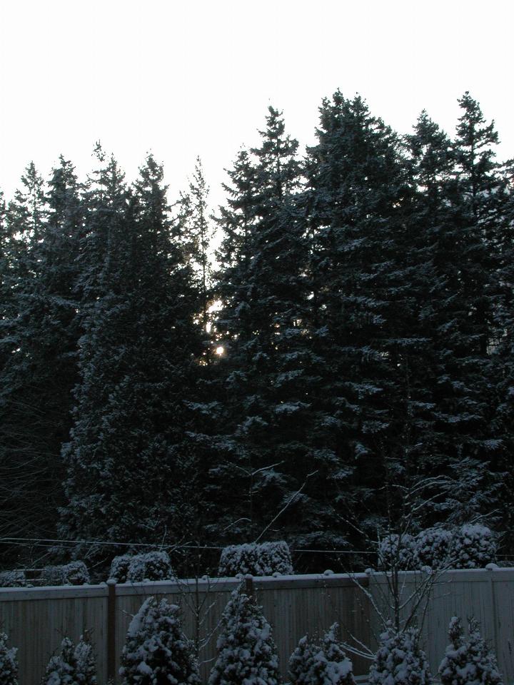 Sun rising through snow covered trees