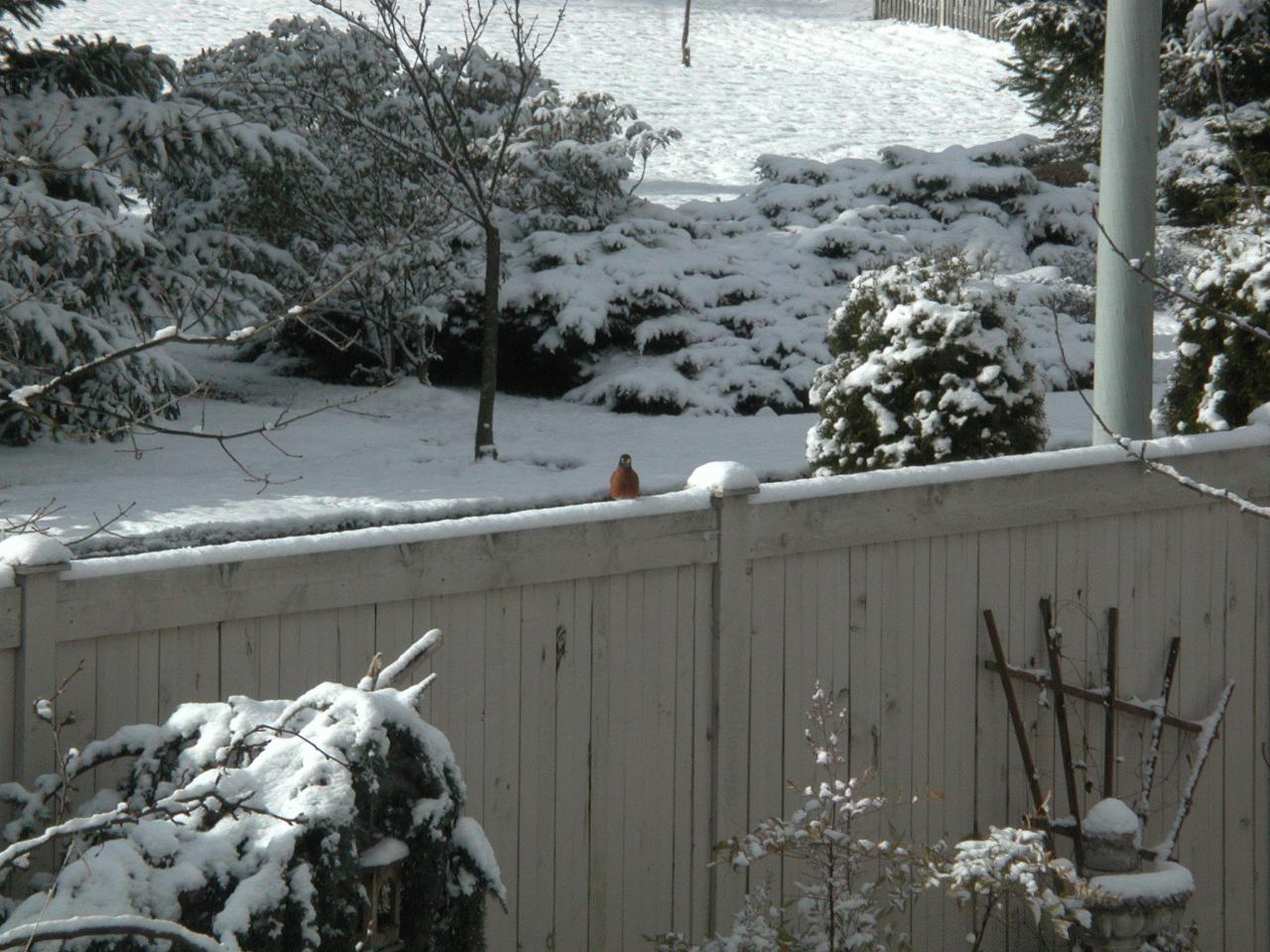 Robin Red Breast on neighbour's fence