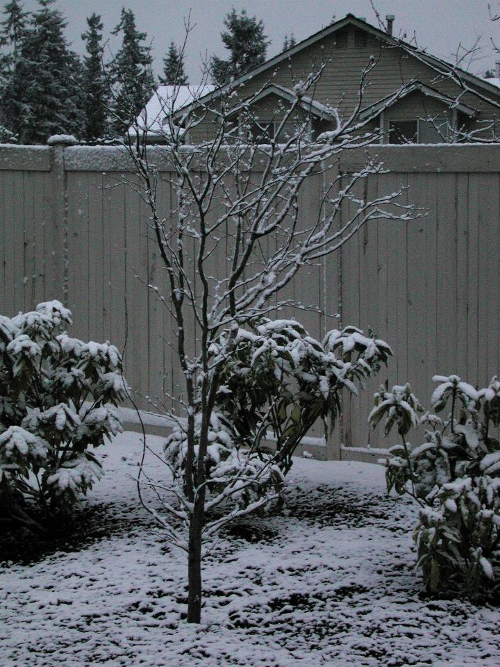 The dogwood tree, with the snow sticking to it