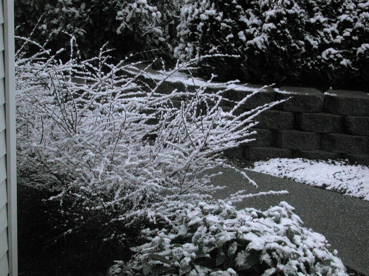 Barberry bushes with sticky snow