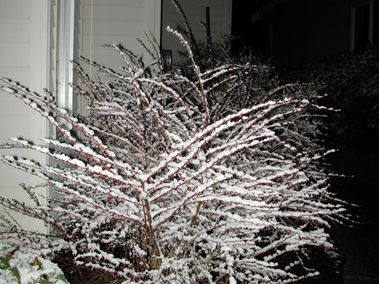 Barberry bushes with sticky snow