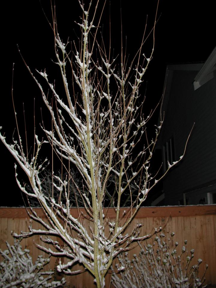 Dogwood, with sticky snow, highlighted with flash