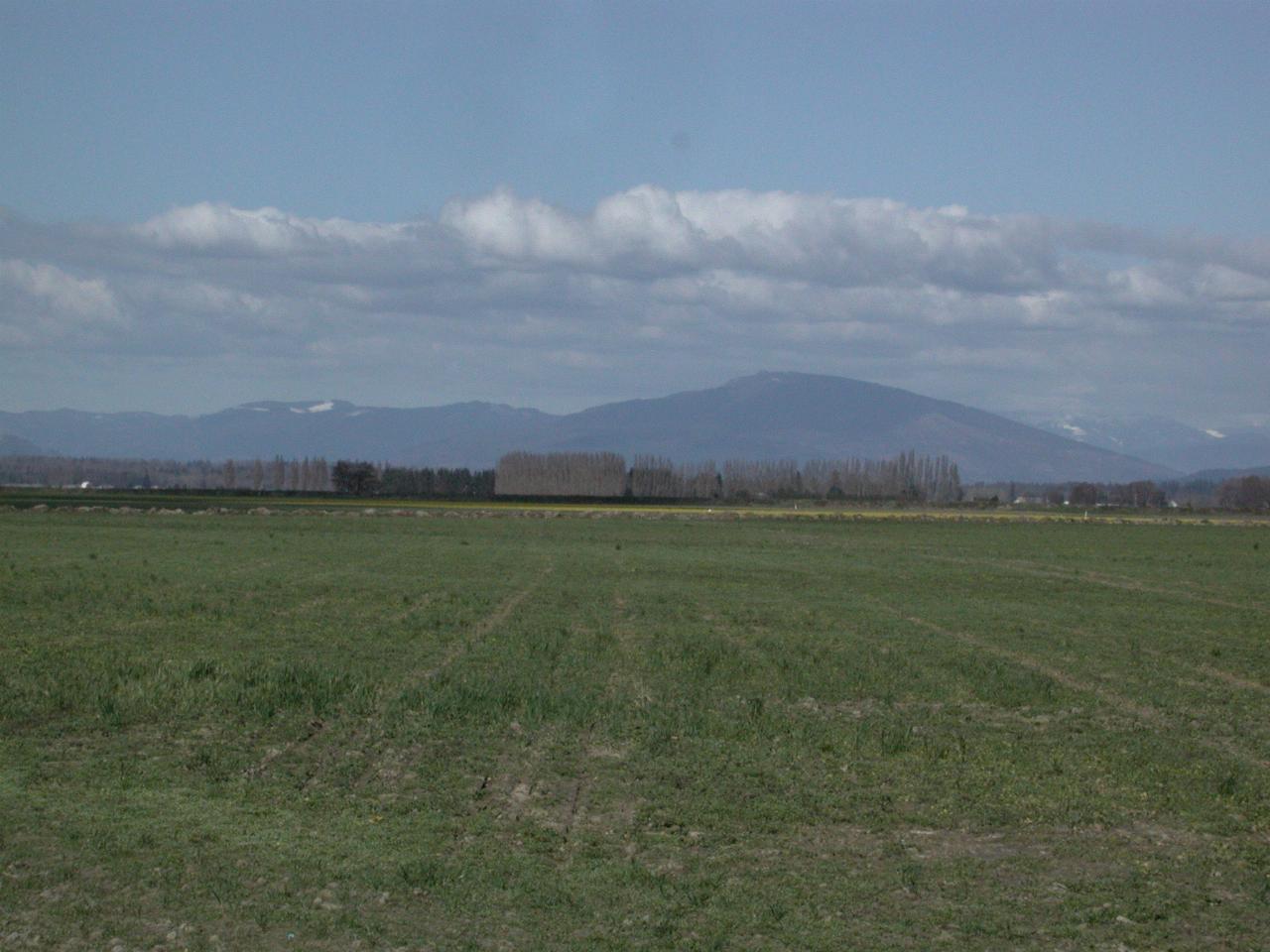 La Conner Tulip Fields - not showing much, due to cold Spring. The dash of yellow is probably daffodils