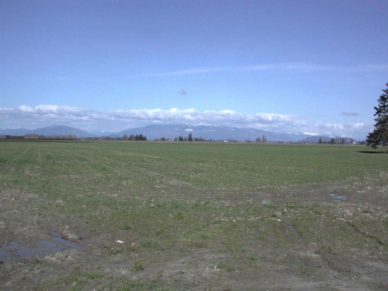 La Conner Tulip Fields - not showing much, due to cold Spring. The dash of yellow is probably daffodils