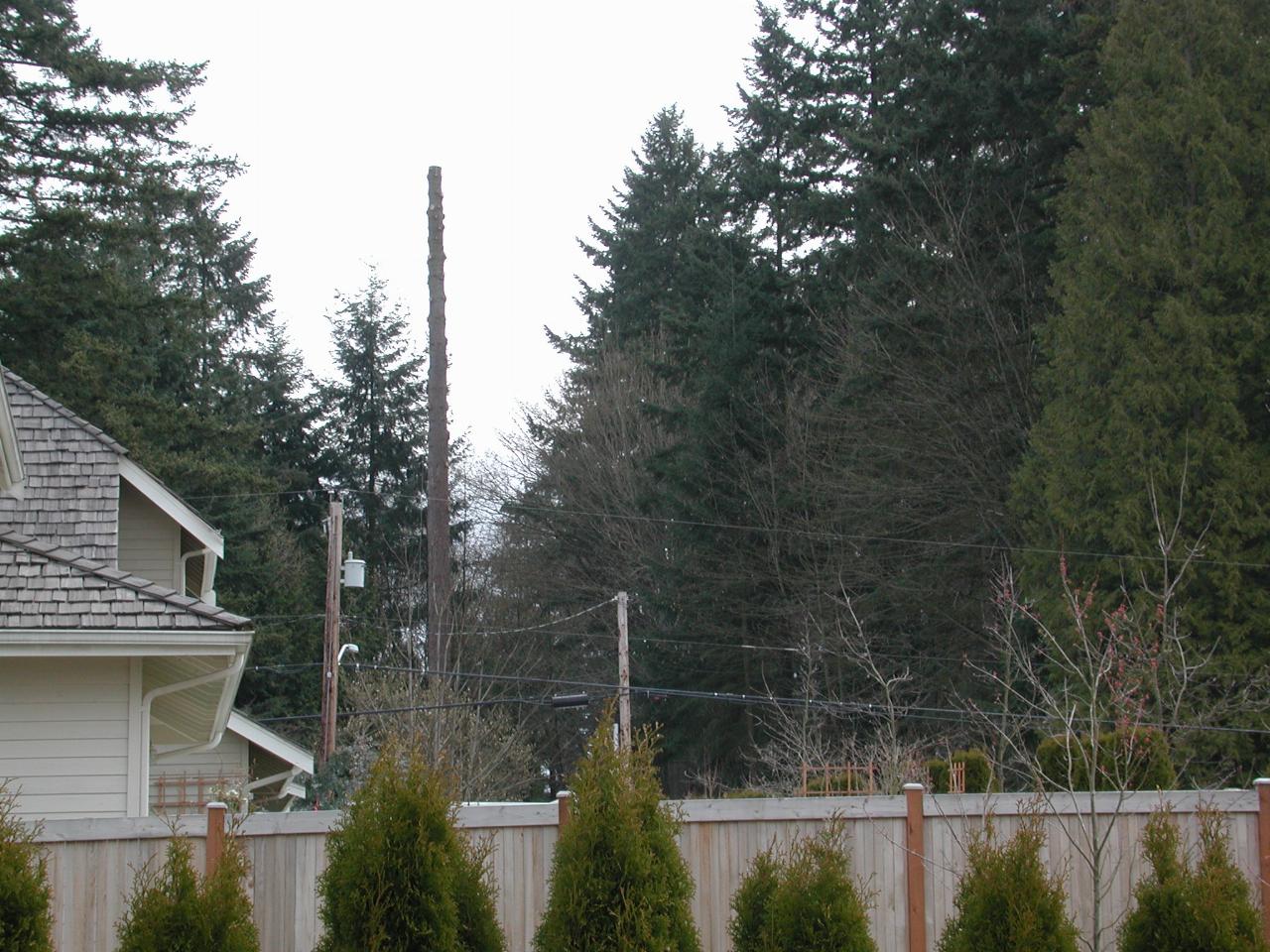 Neighbourhood trees disappearing