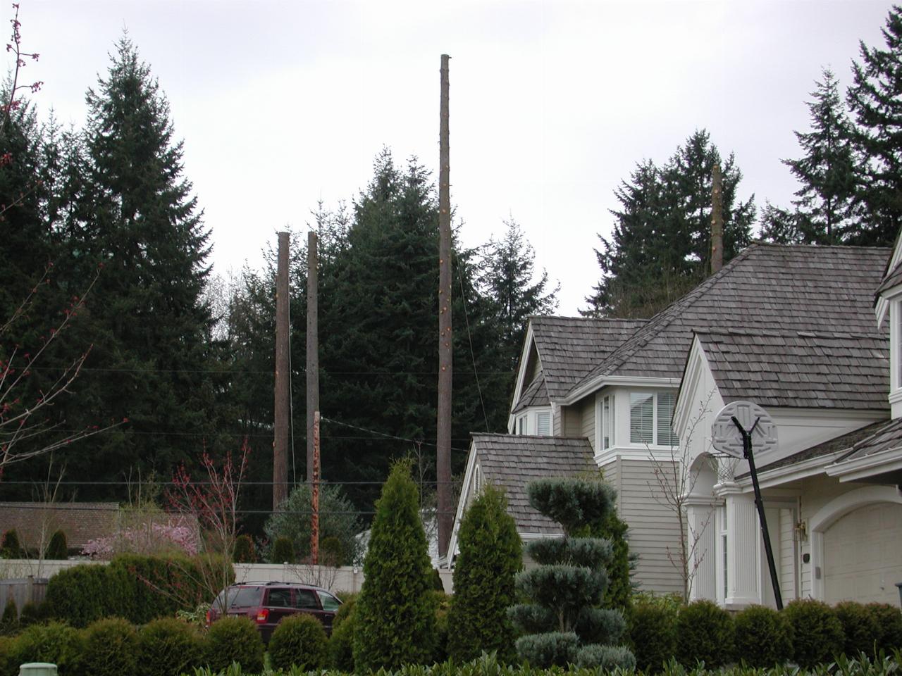 Neighbourhood trees disappearing