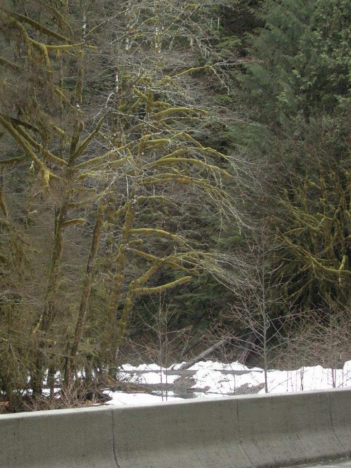 Moss growing on trees in the shadow of mountains