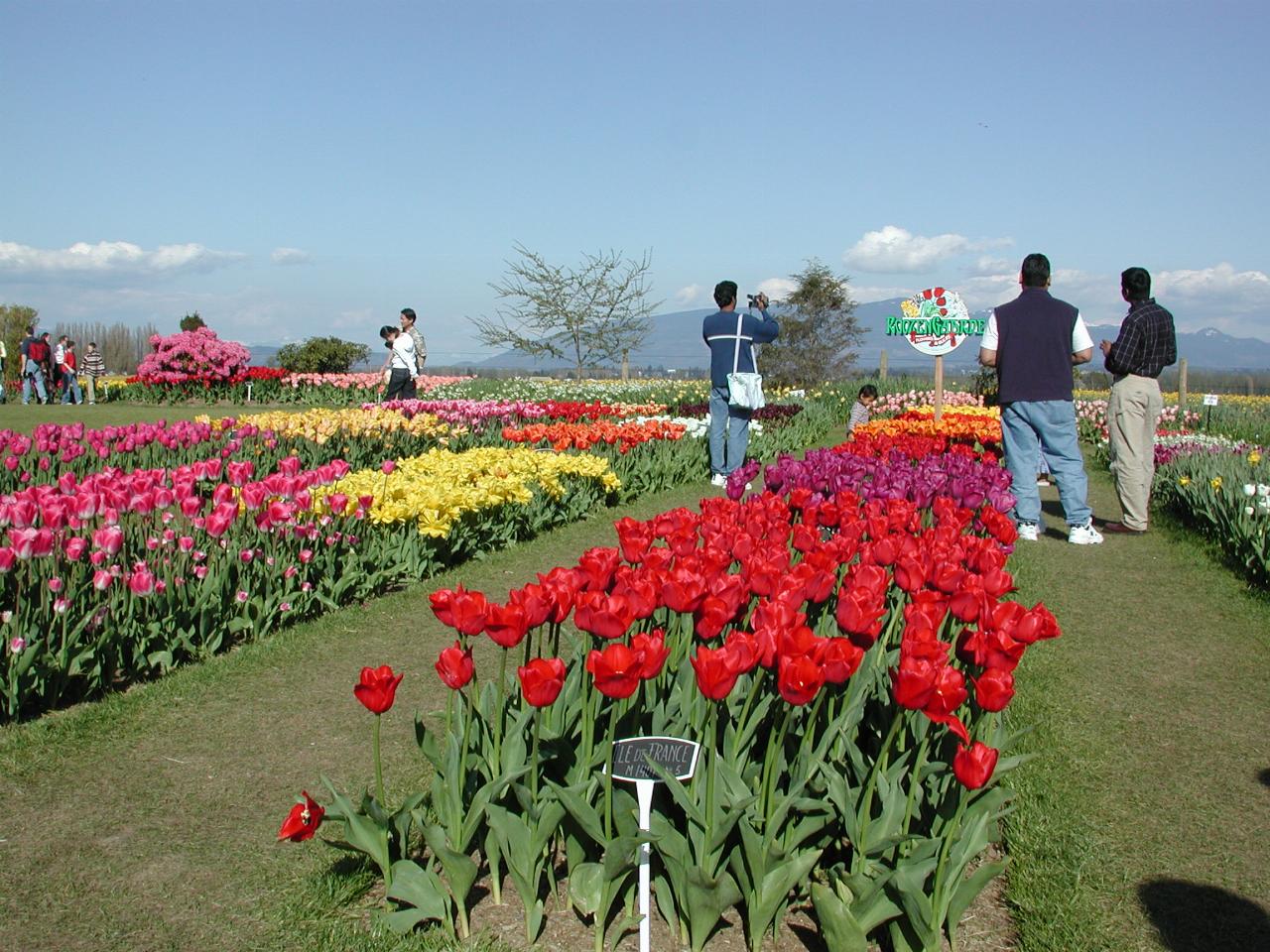 Skagit Valley Tulip Festival - RoozenGaarde