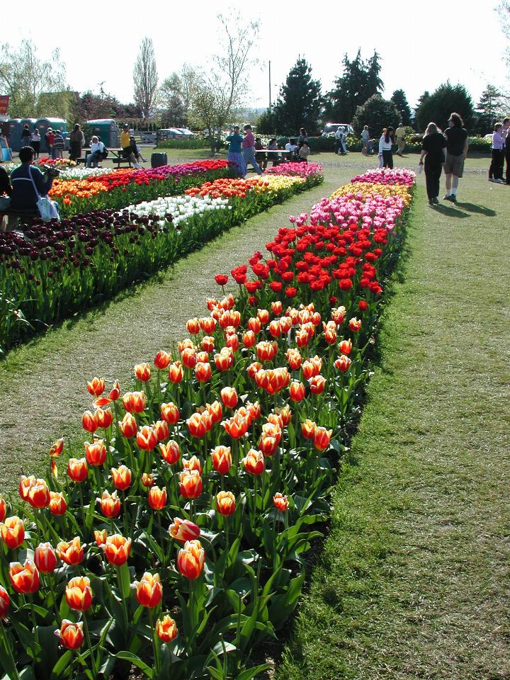 Skagit Valley Tulip Festival - RoozenGaarde