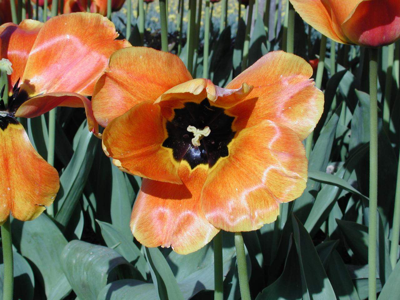 Skagit Valley Tulip Festival - RoozenGaarde