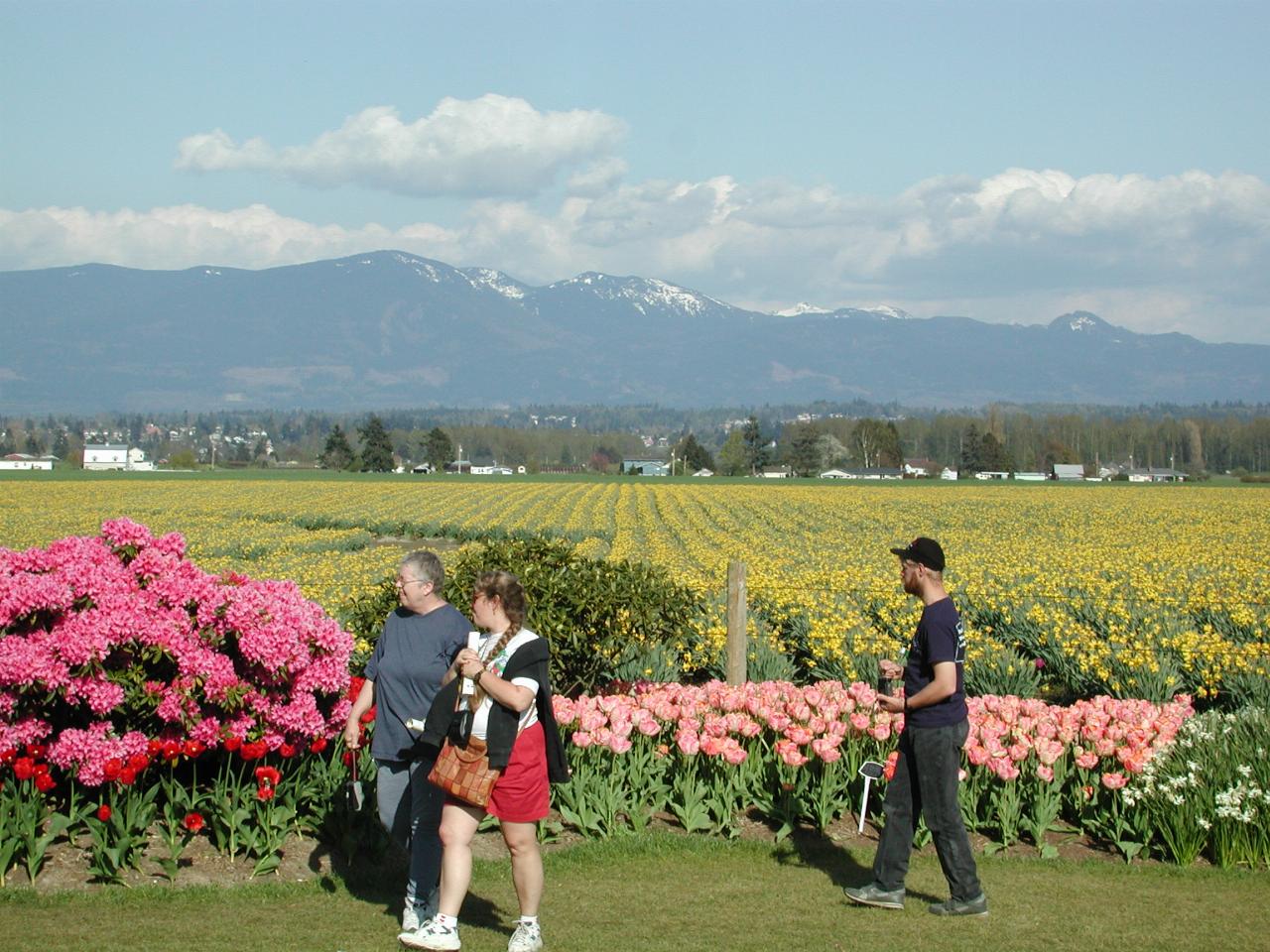 Skagit Valley Tulip Festival - RoozenGaarde