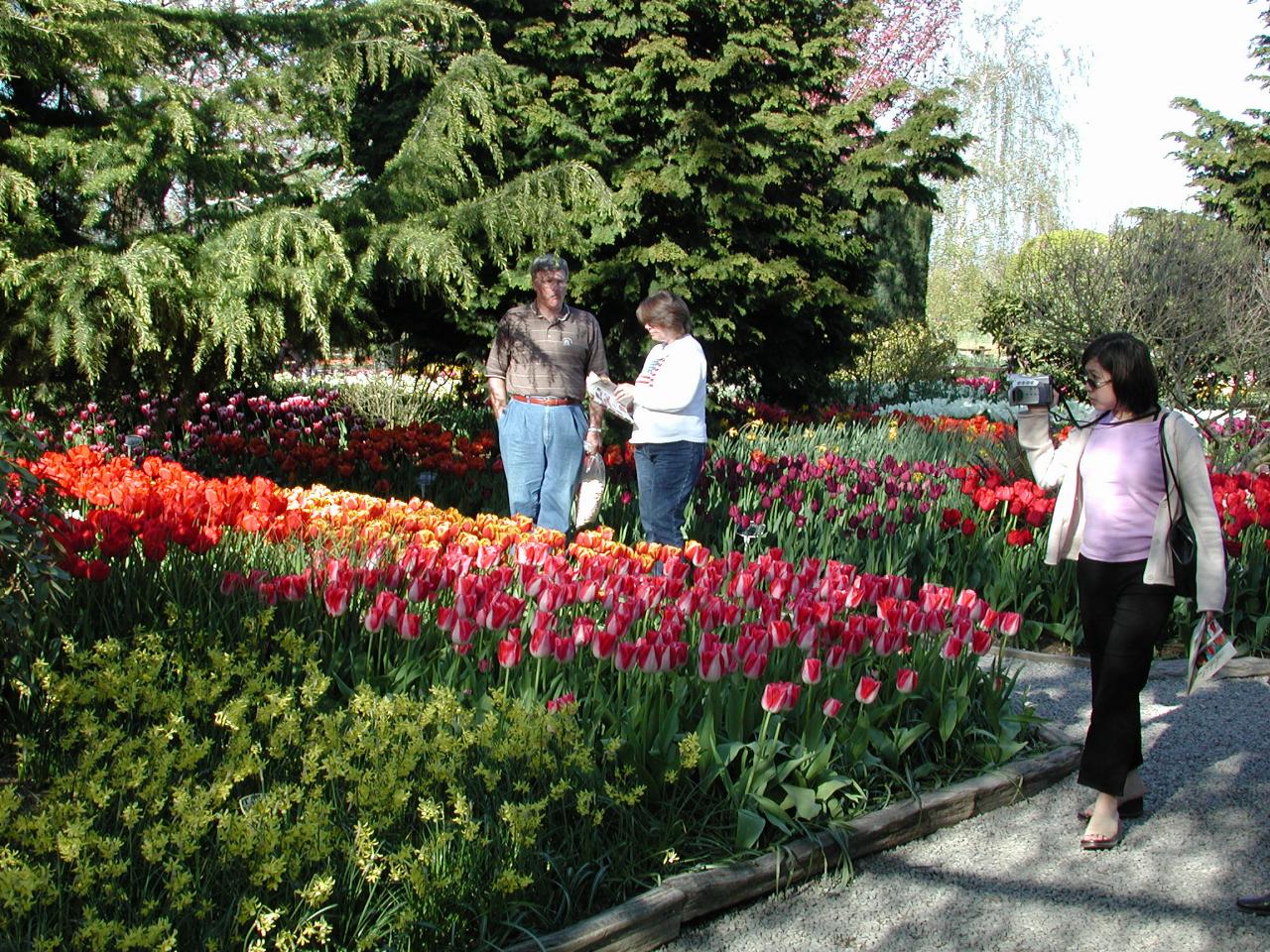 Skagit Valley Tulip Festival - RoozenGaarde