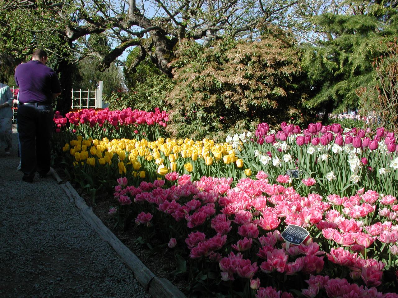 Skagit Valley Tulip Festival - RoozenGaarde