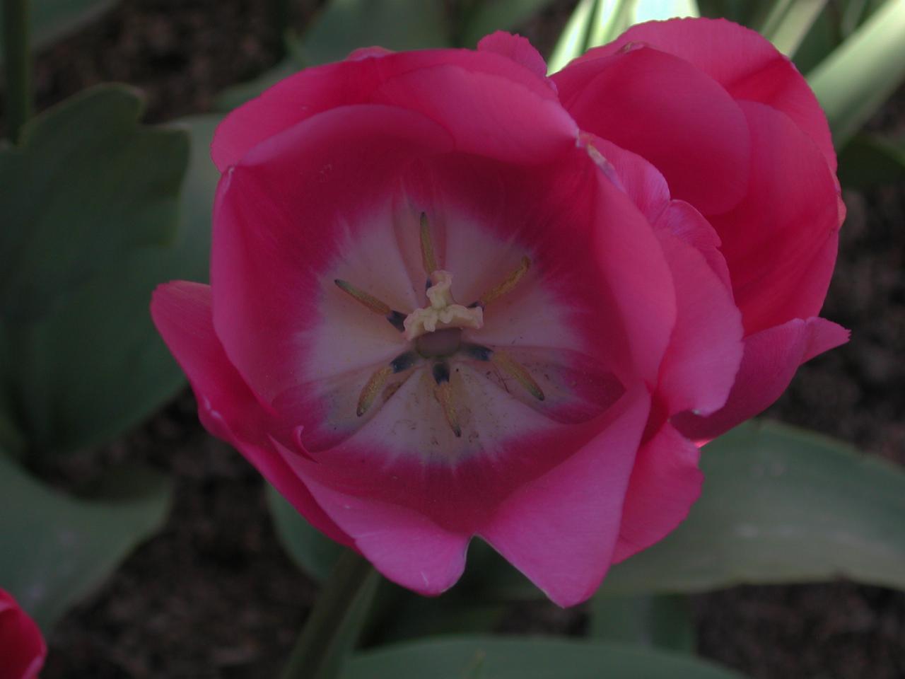 Skagit Valley Tulip Festival - RoozenGaarde