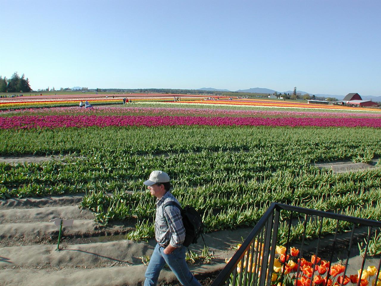 Skagit Valley Tulip Festival - Tulip Town