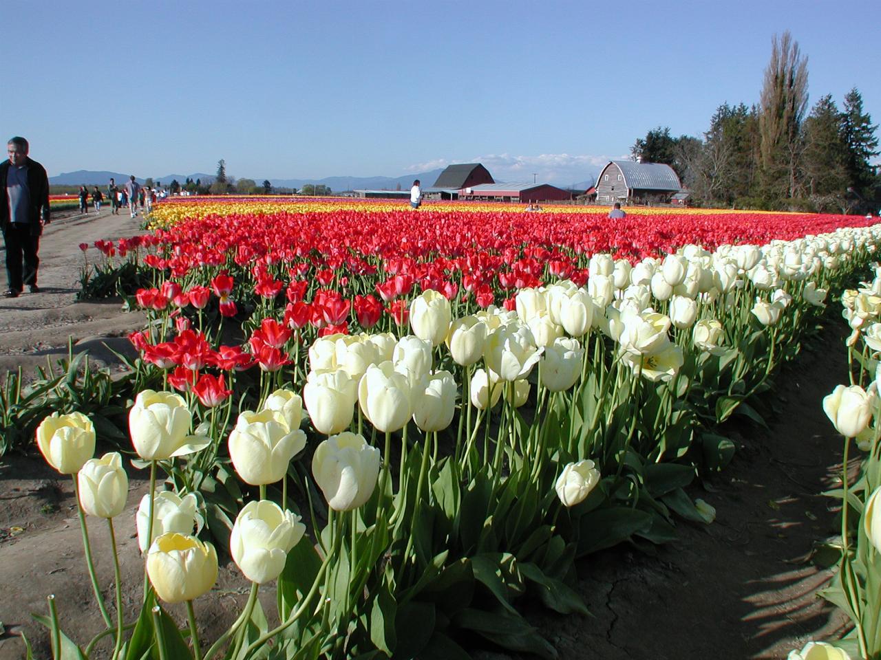 Skagit Valley Tulip Festival - Tulip Town