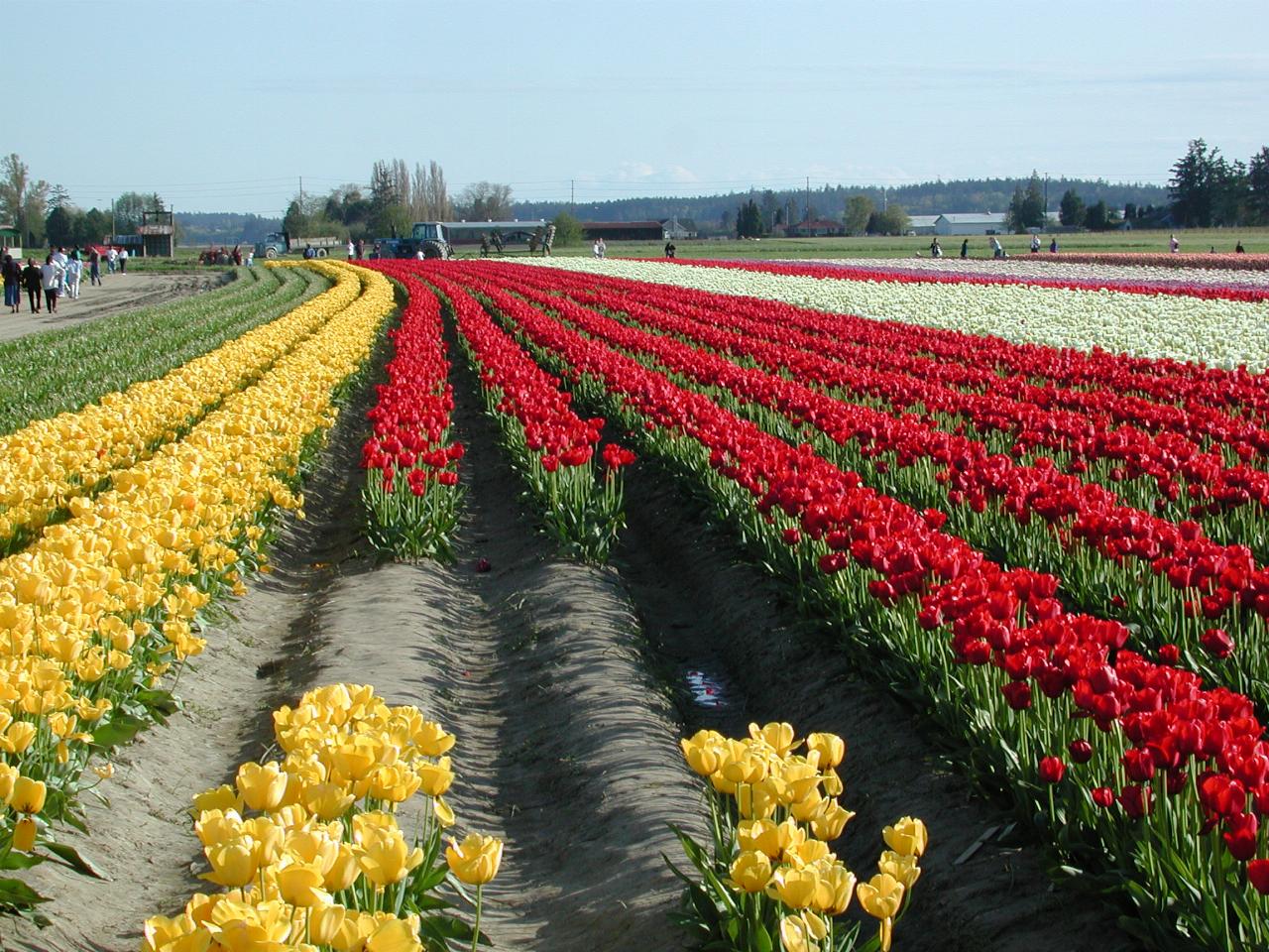 Skagit Valley Tulip Festival - Tulip Town