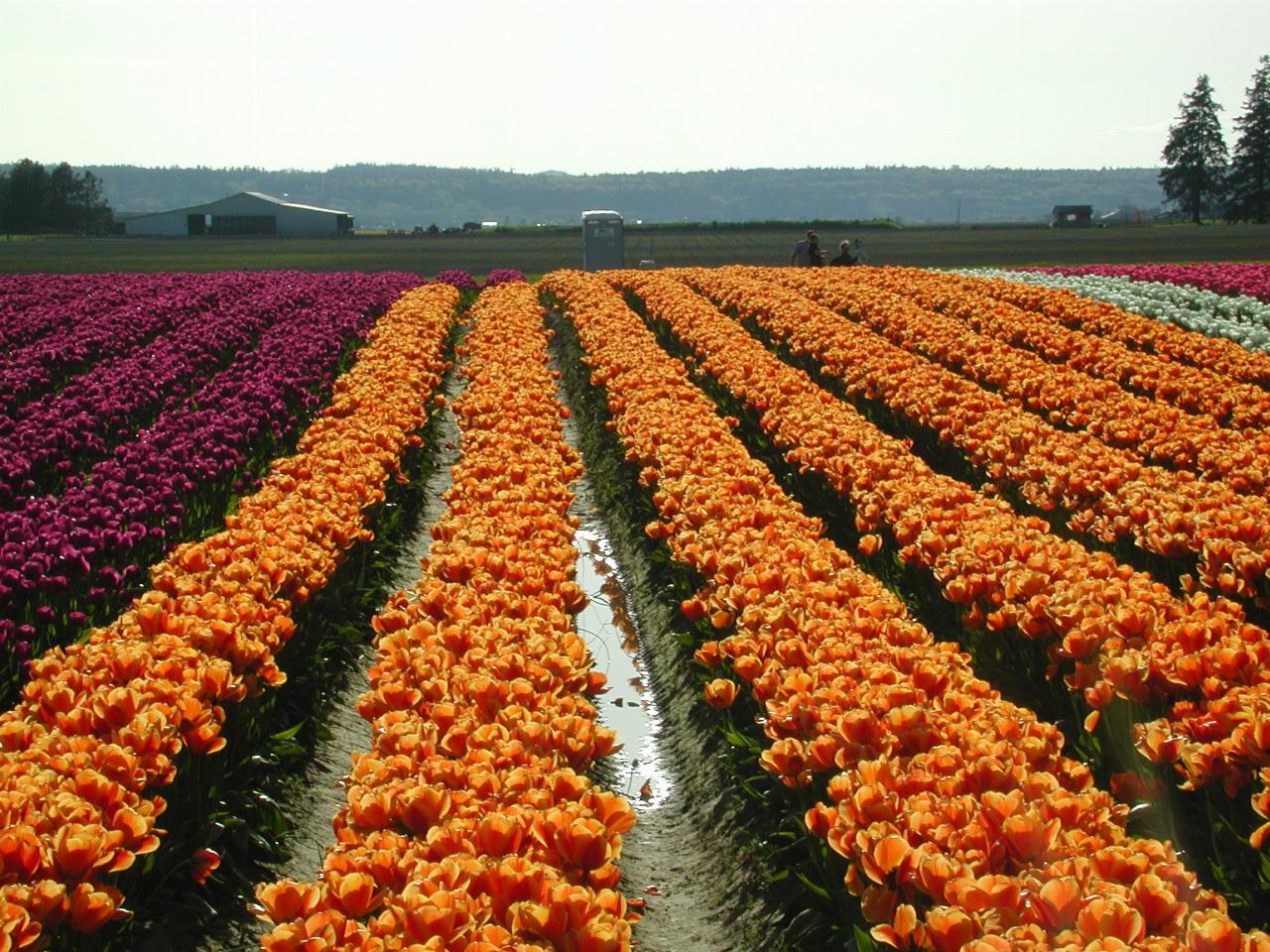 Skagit Valley Tulip Festival - Tulip Town