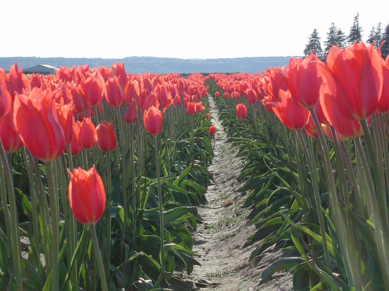 Skagit Valley Tulip Festival - Tulip Town