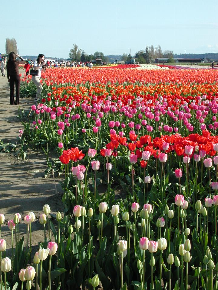 Skagit Valley Tulip Festival - Tulip Town