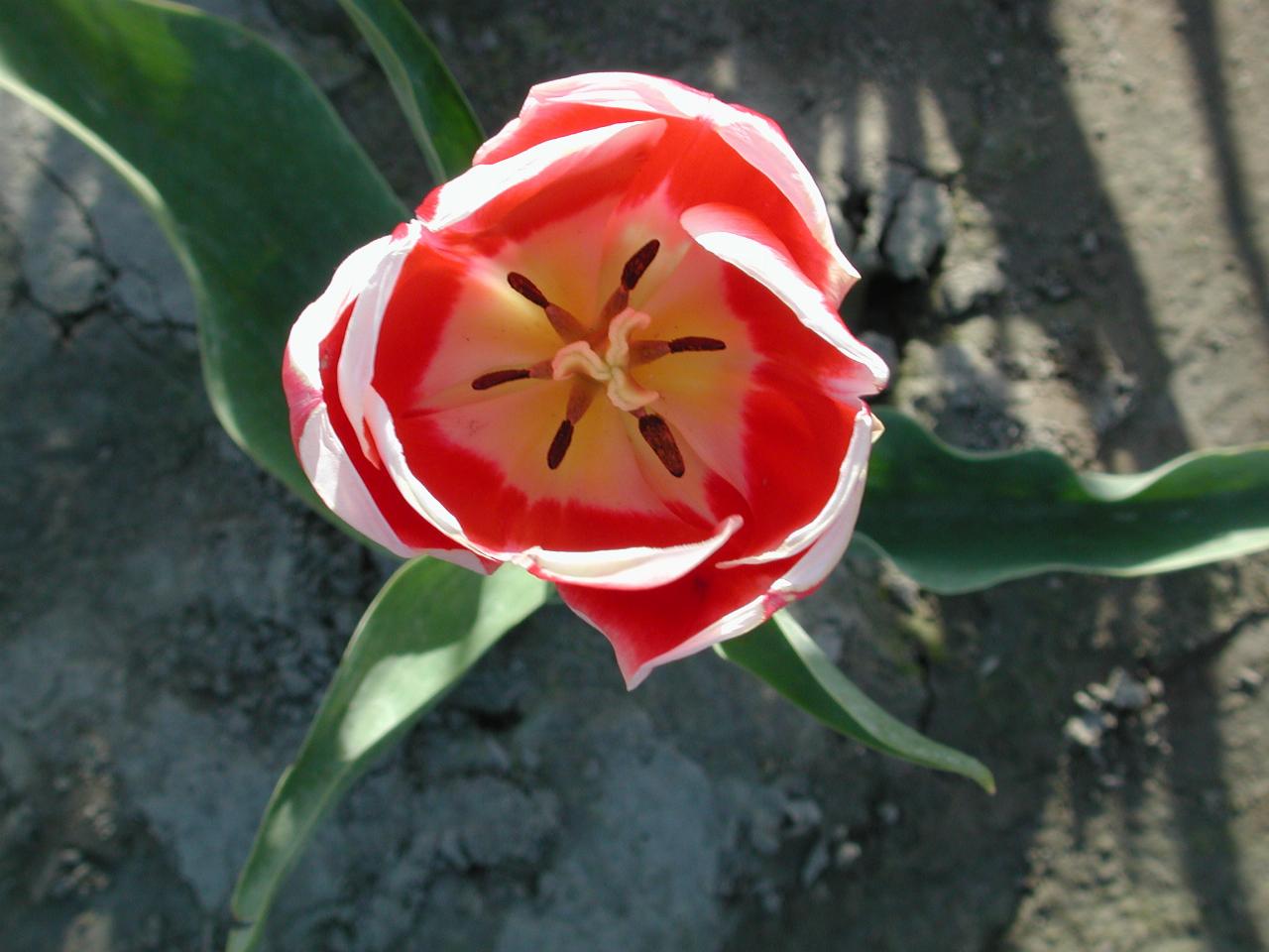 Skagit Valley Tulip Festival - Tulip Town