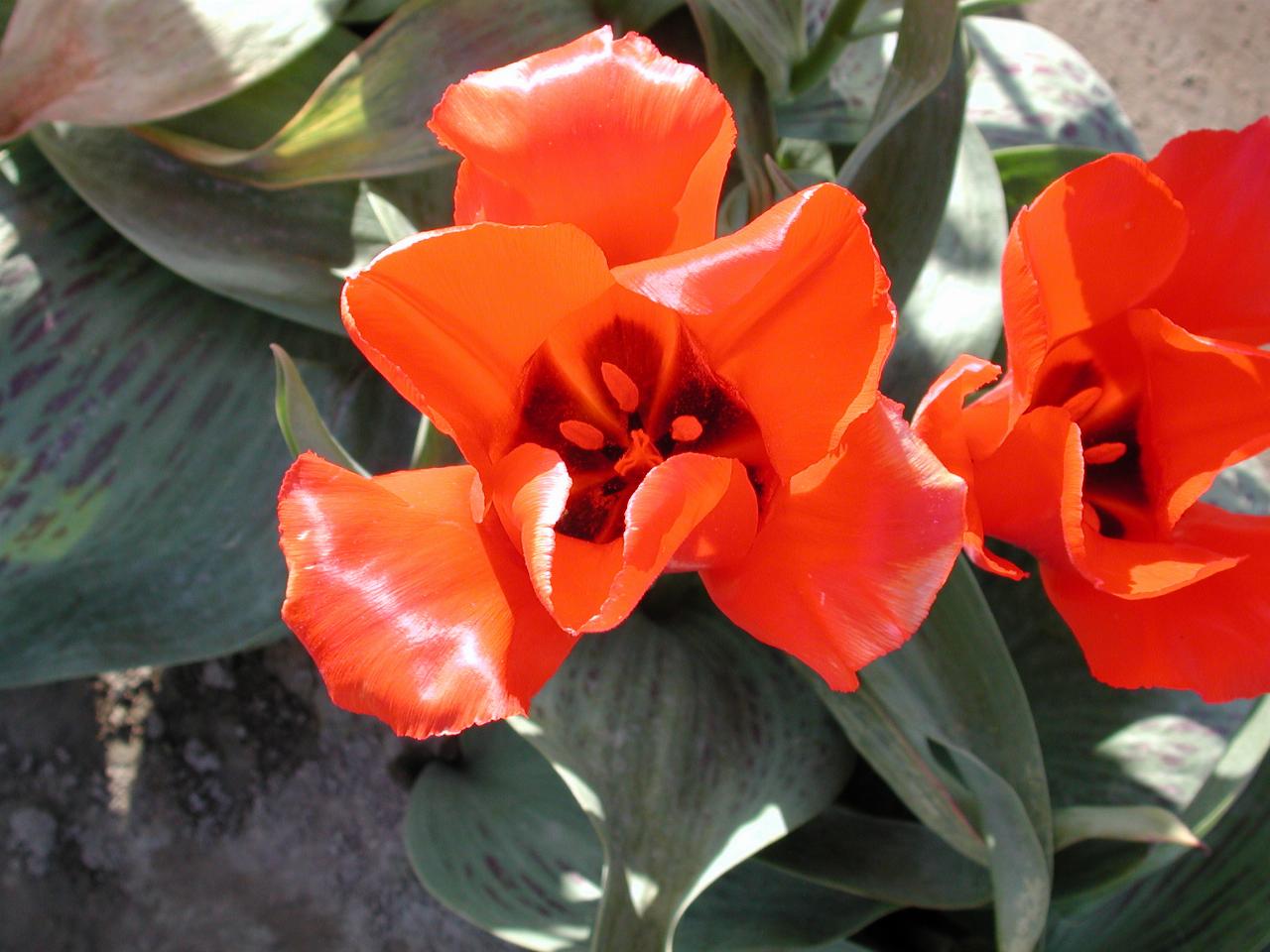 Skagit Valley Tulip Festival - Tulip Town