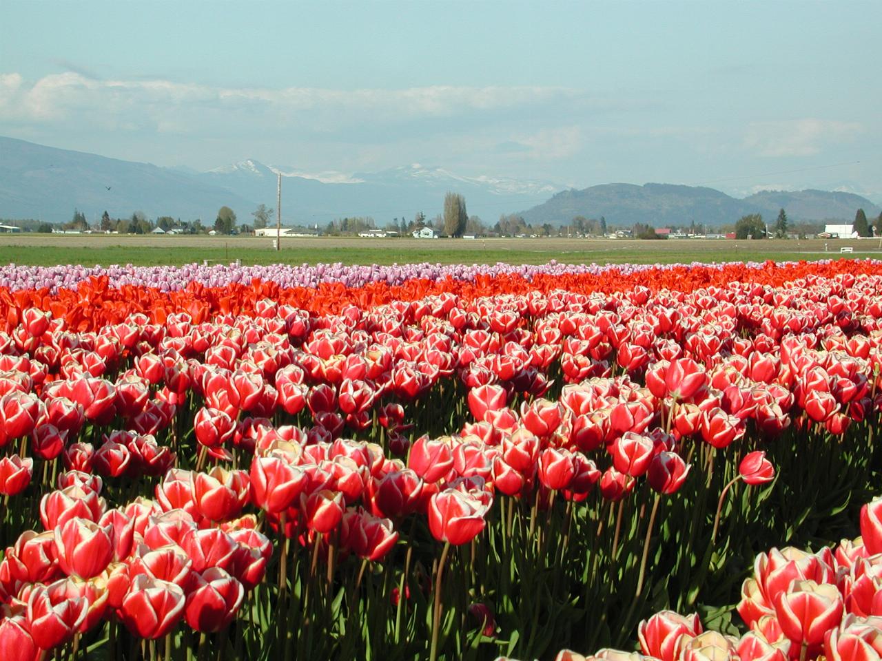 Skagit Valley Tulip Festival - Tulip Town