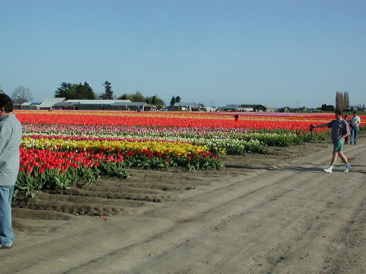 Skagit Valley Tulip Festival - Tulip Town