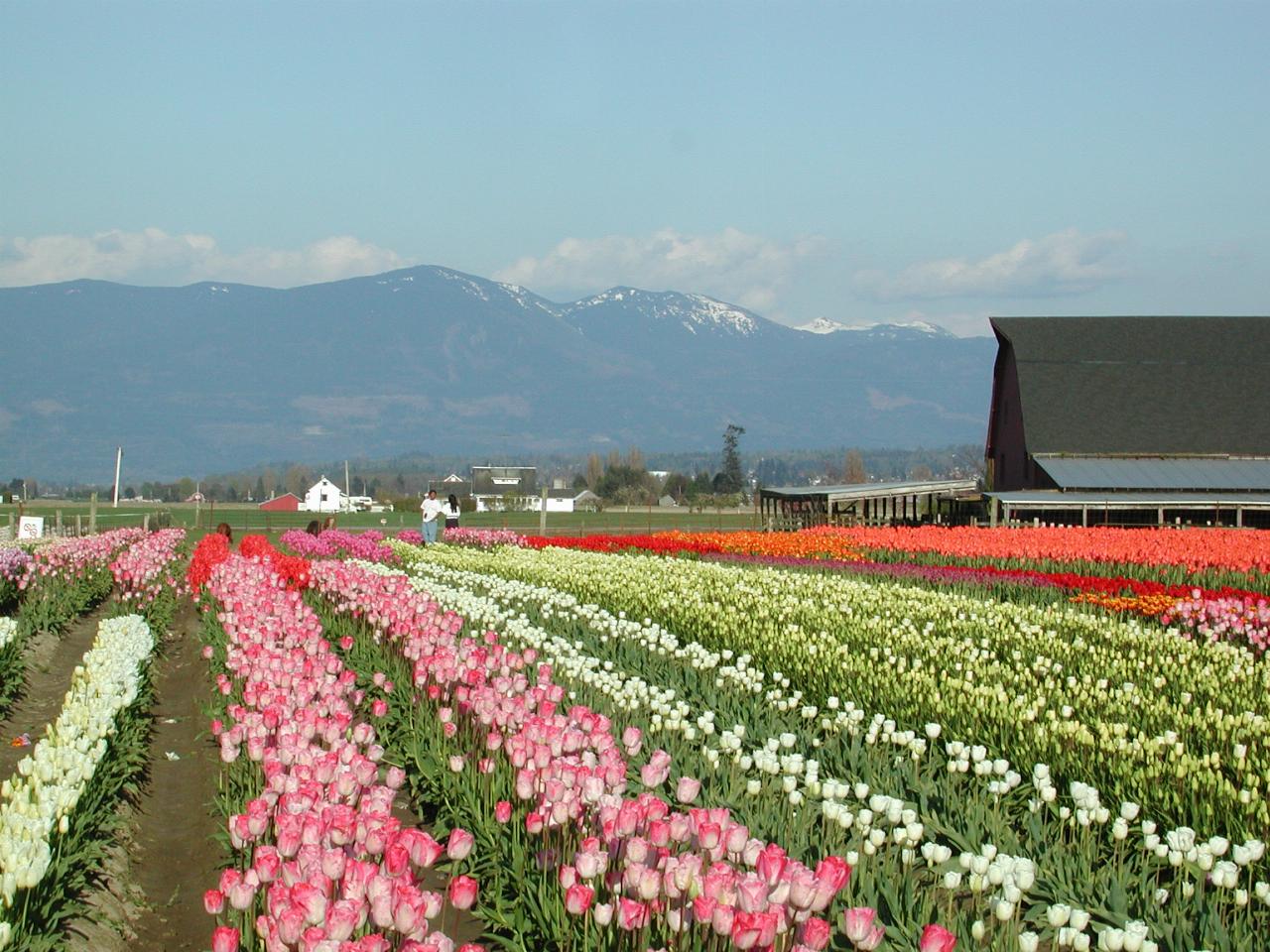 Skagit Valley Tulip Festival - Tulip Town