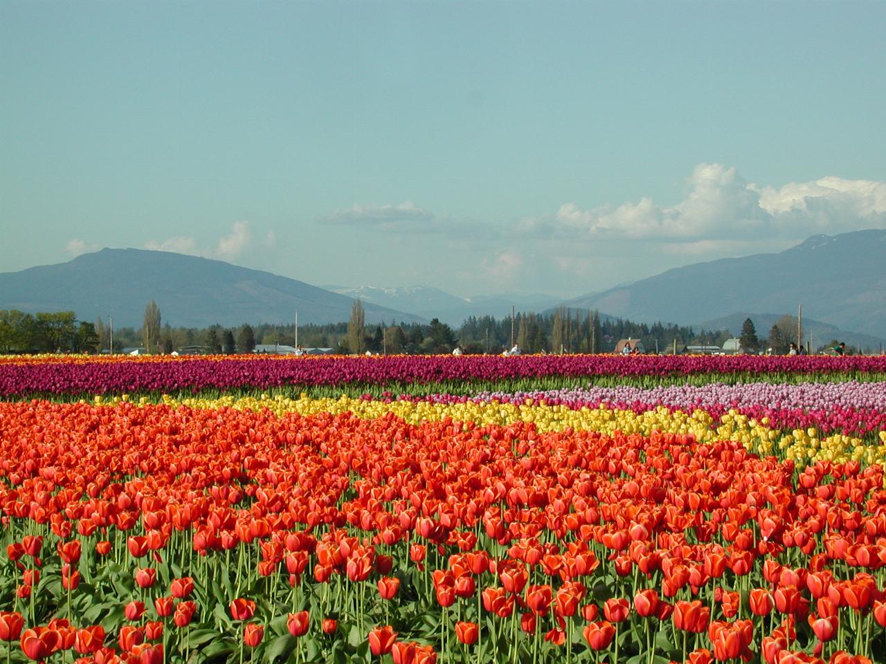 Skagit Valley Tulip Festival - Tulip Town