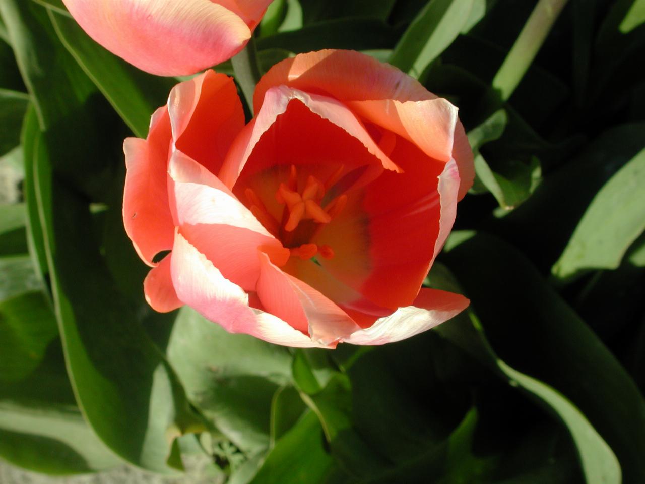 Skagit Valley Tulip Festival - Tulip Town