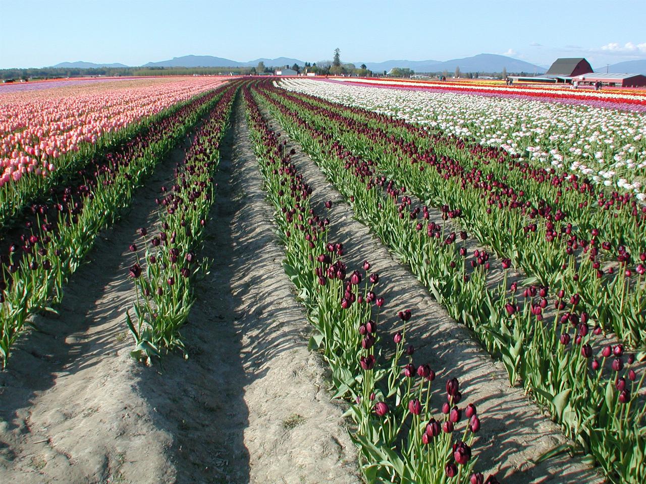 Skagit Valley Tulip Festival - Tulip Town