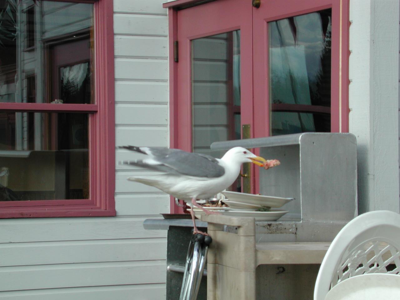 Free food, in La Conner.  Don't know what type of bird this is.