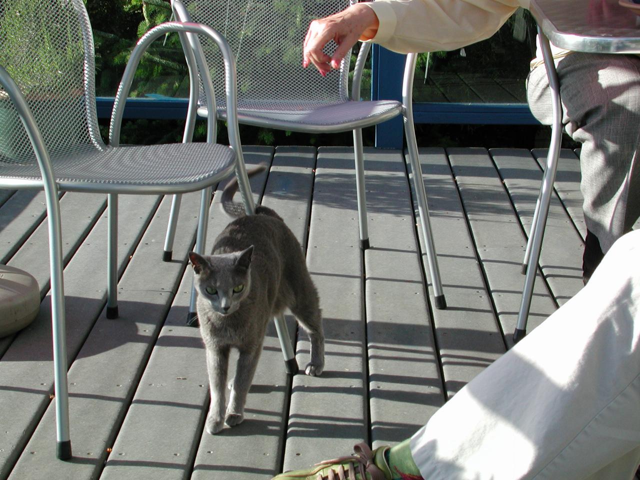 Mary's cat Anatole (aka Tolly) on the deck