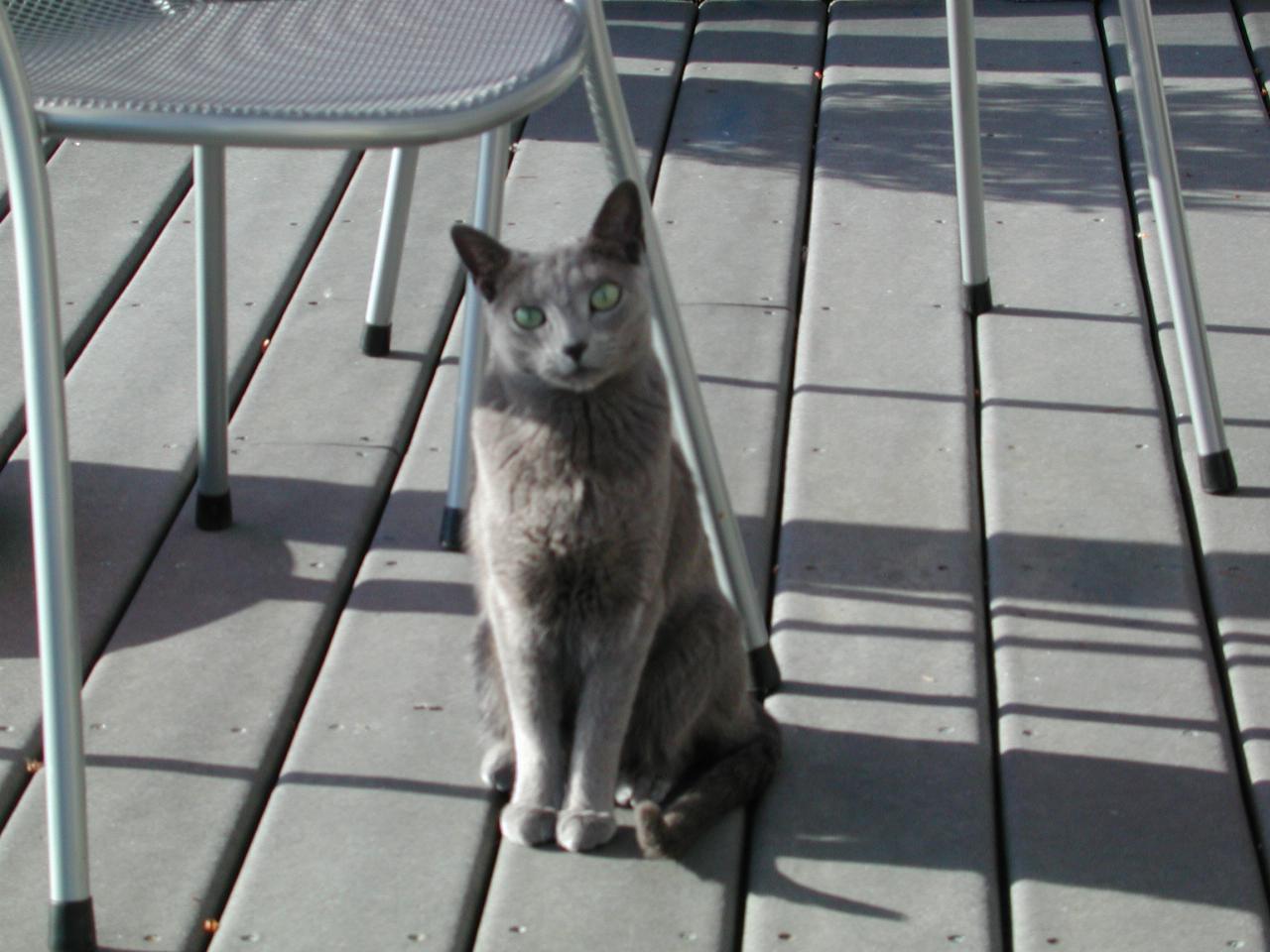 Mary's cat Anatole (aka Tolly) on the deck