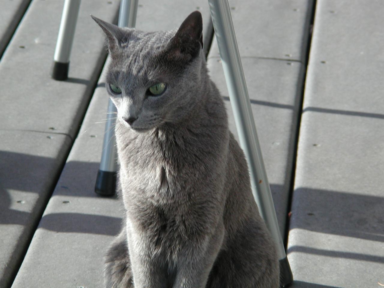 Mary's cat Anatole (aka Tolly) on the deck