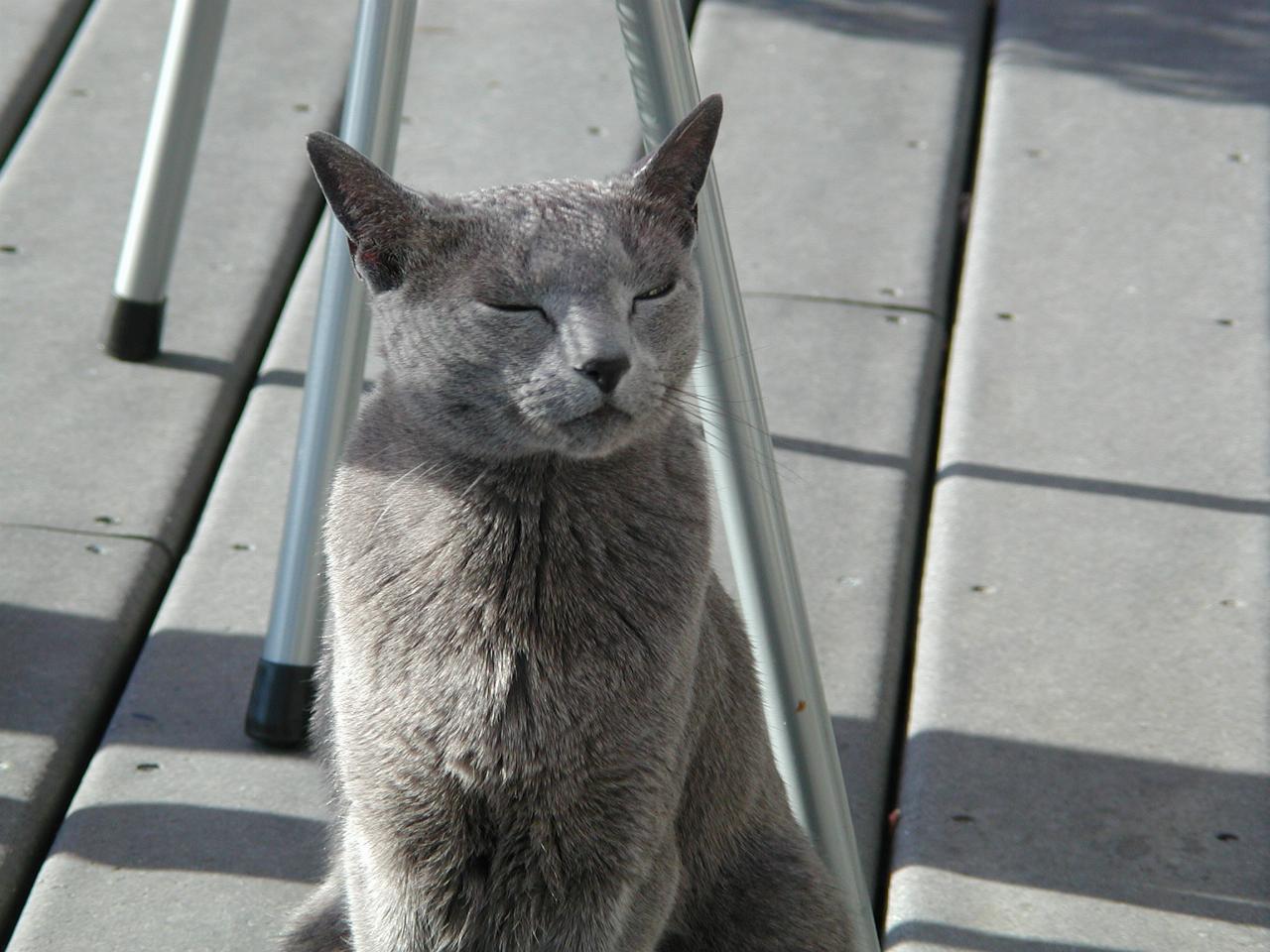 Mary's cat Anatole (aka Tolly) on the deck