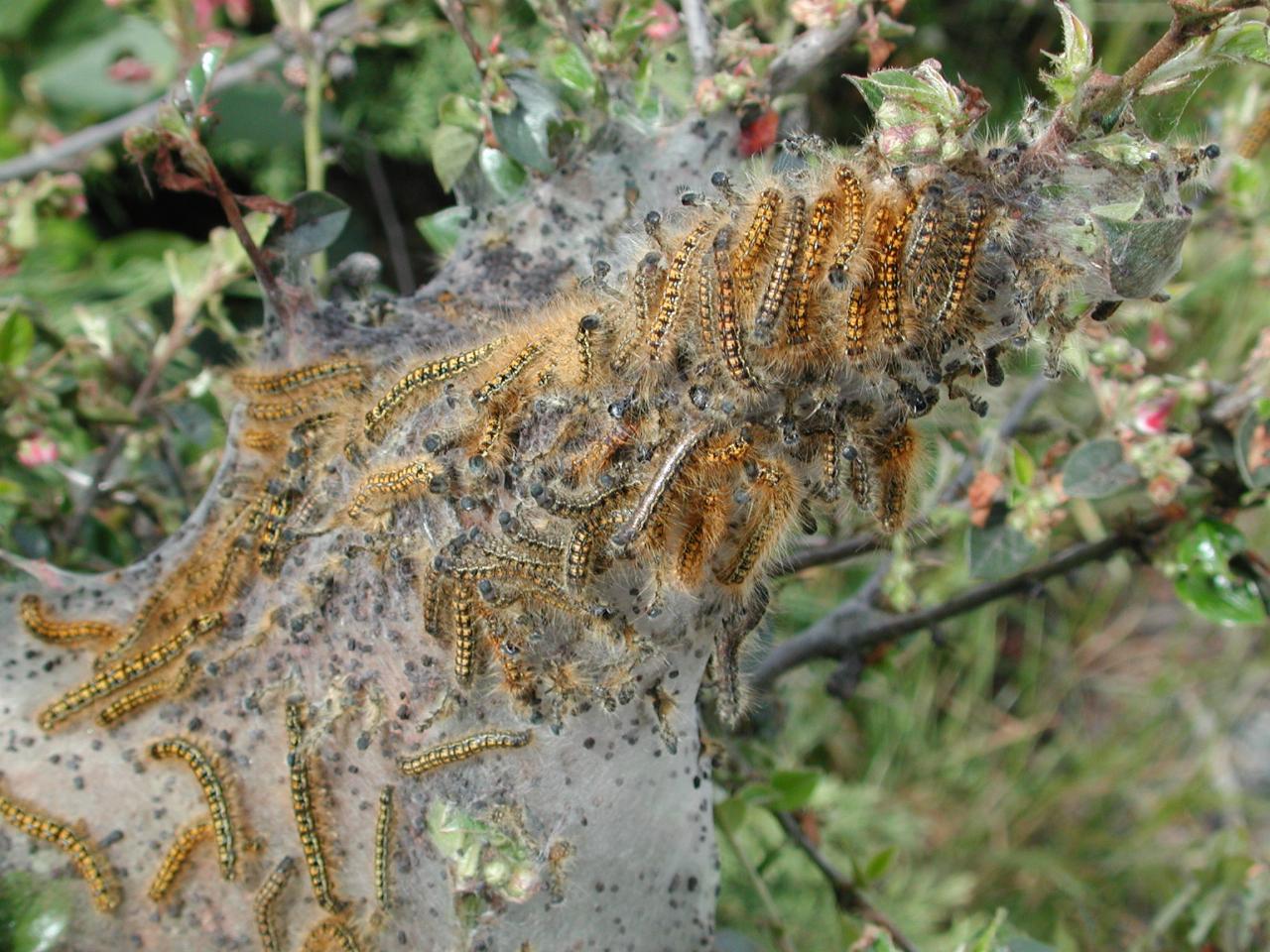 Caterpillar infested shrub branch - viewed while waiting for Hood Canal Bridge repairs to allow traffic through