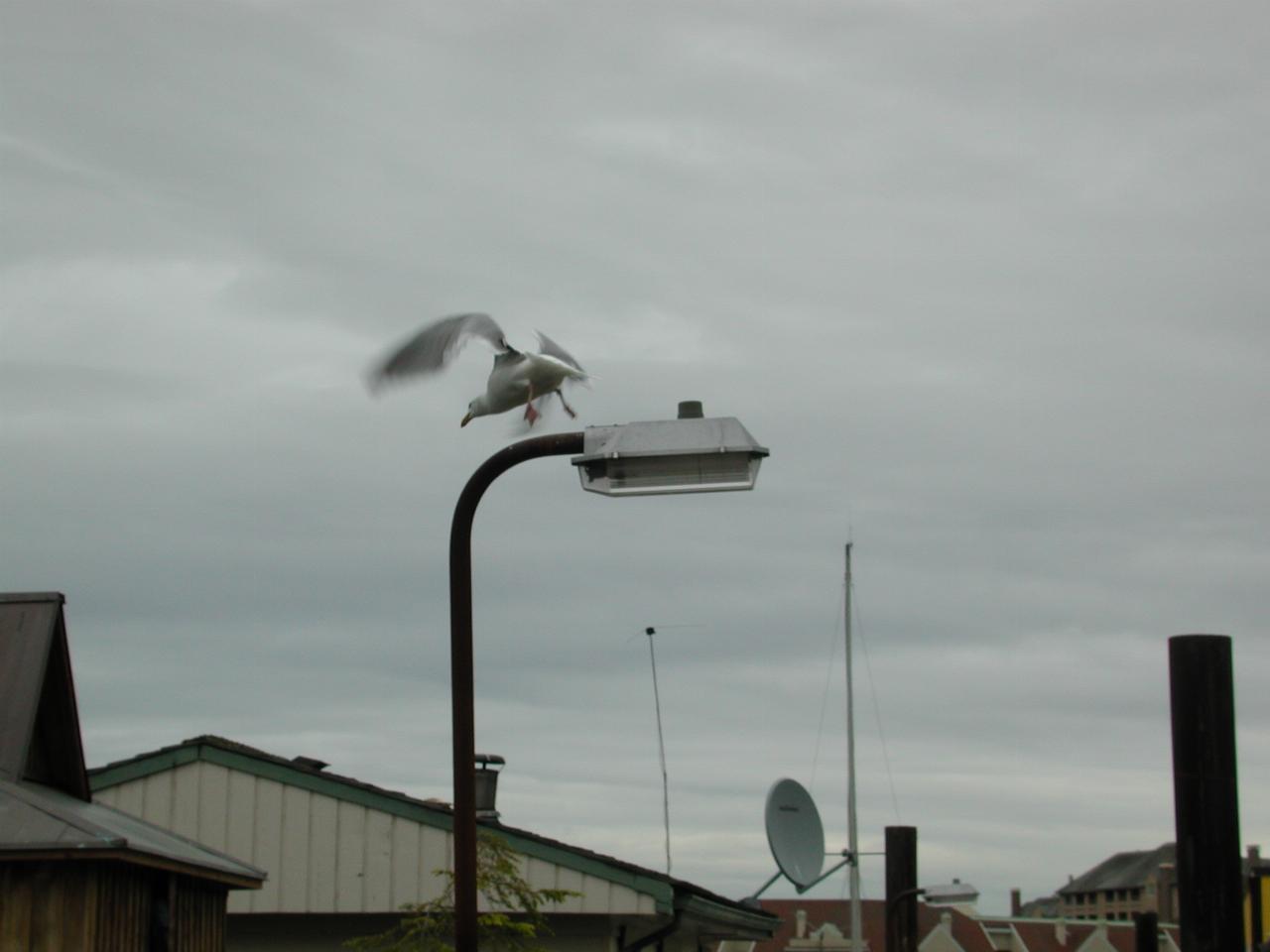 Seagull cleared for takeoff from house boat area on Victoria's harbour