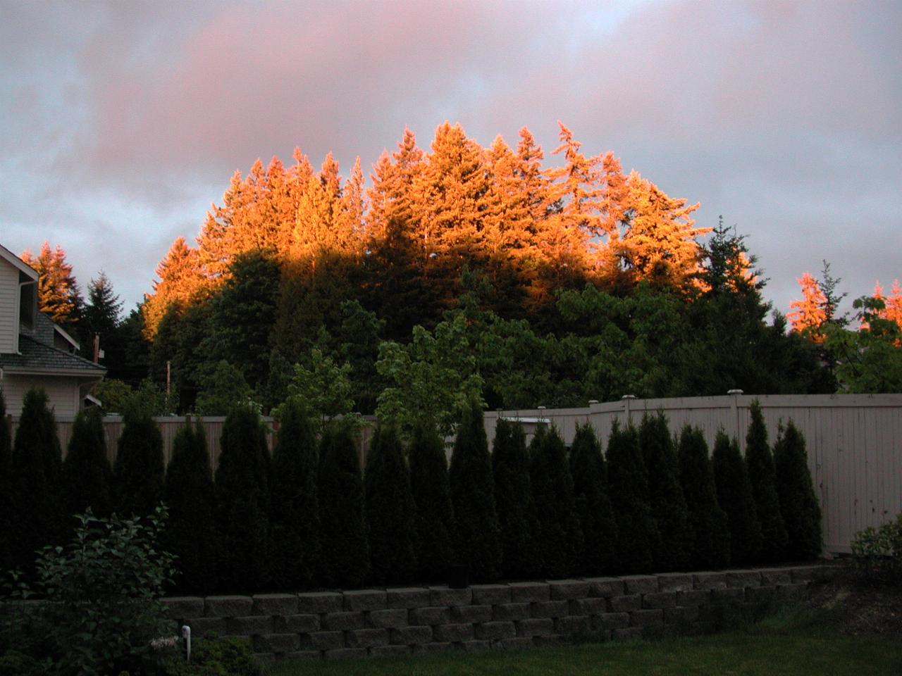 Sunset's golden glow, as seen from my backyard, looking east