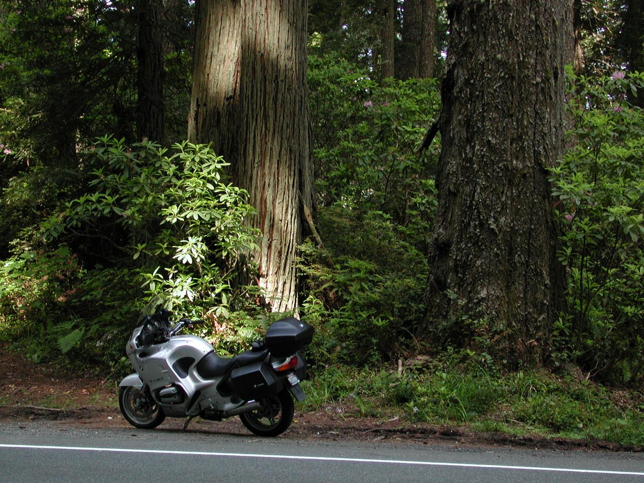 Yet another large redwood tree on US101